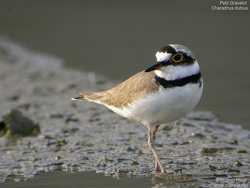 Little Ringed Ploveradult breeding