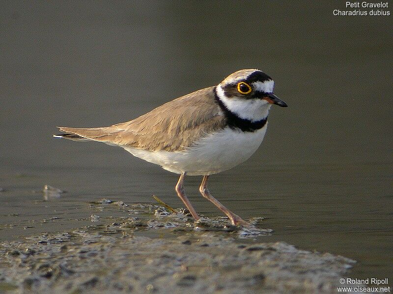 Little Ringed Ploveradult breeding