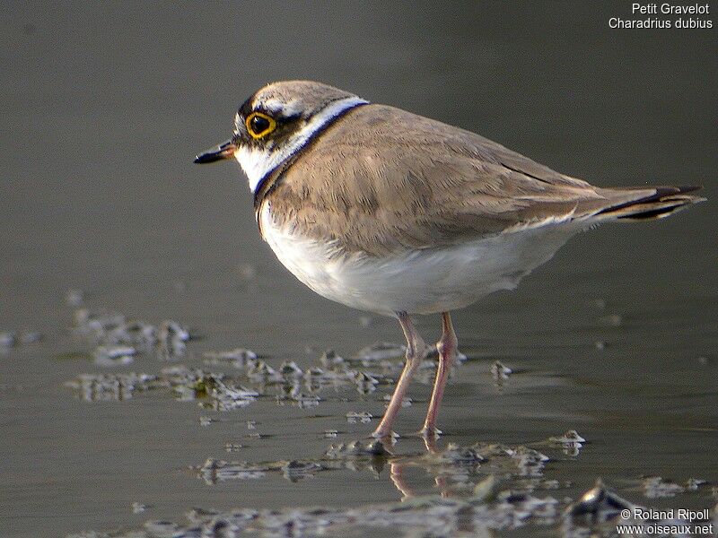 Little Ringed Ploveradult breeding