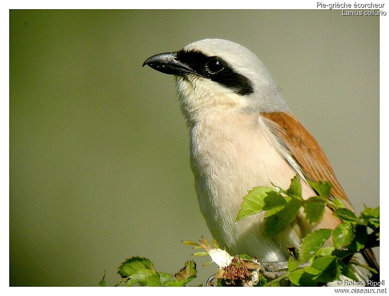 Red-backed Shrike male adult breeding