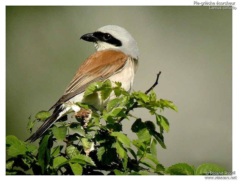 Red-backed Shrike male adult breeding