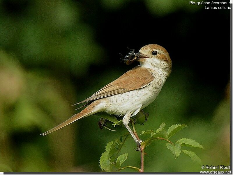 Red-backed Shrike female adult breeding