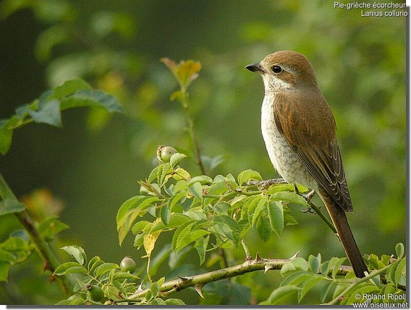 Red-backed Shrike female adult breeding, identification