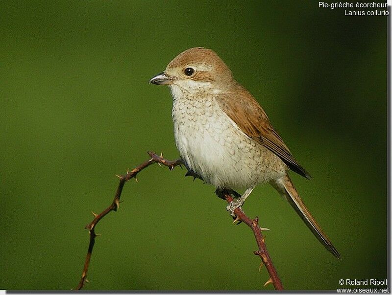 Red-backed Shrike female adult breeding, identification