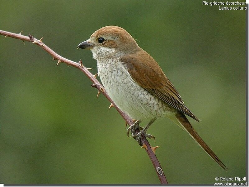 Red-backed Shrike female adult breeding, identification