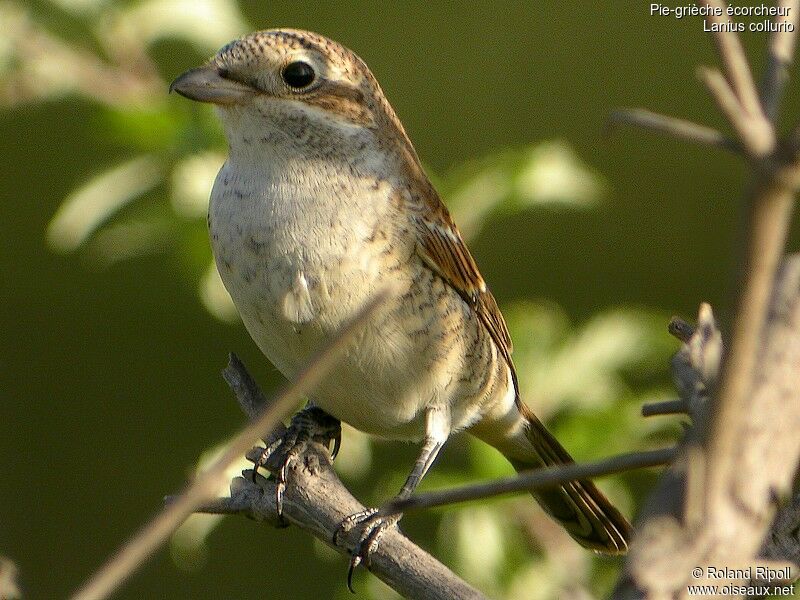 Red-backed Shrikejuvenile