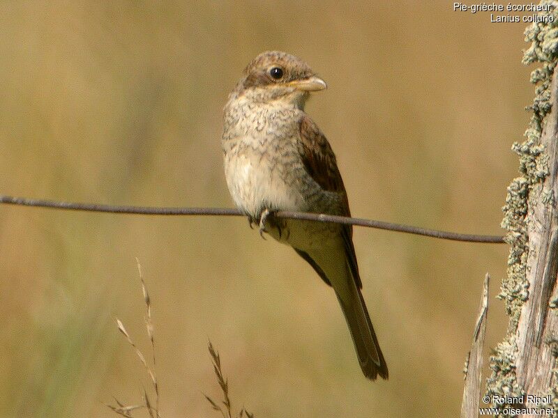 Red-backed Shrike female