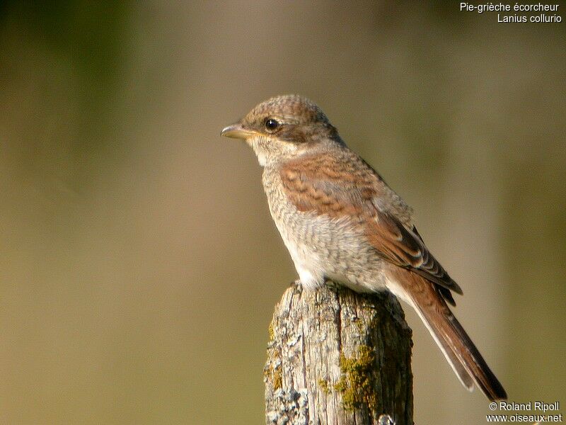 Red-backed Shrike female