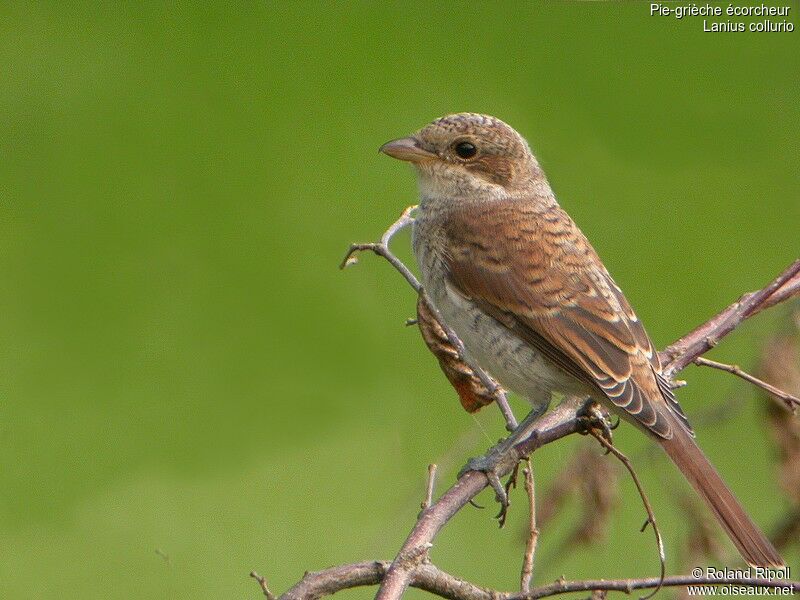 Red-backed Shrike female