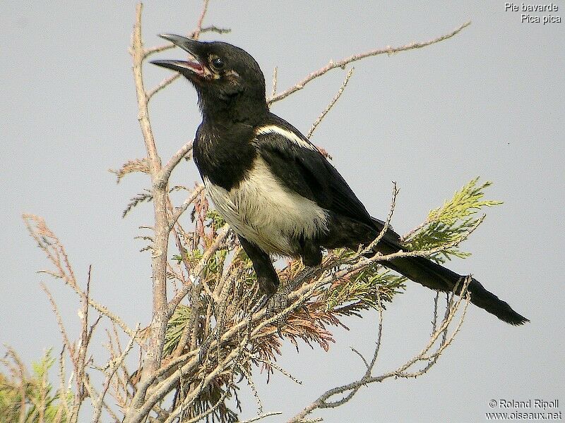 Eurasian Magpiejuvenile