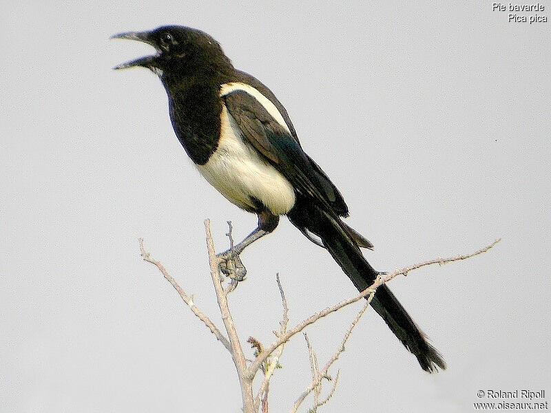 Eurasian Magpiejuvenile