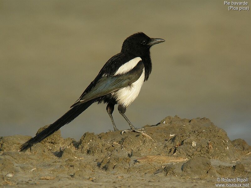 Eurasian Magpie