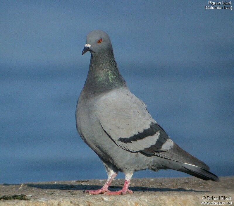 Pigeon biset