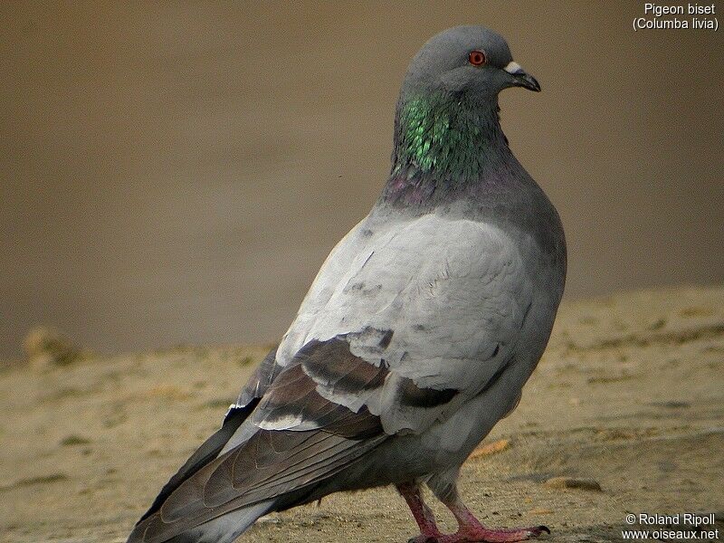 Rock Dove