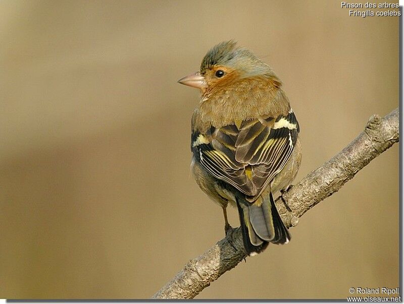 Eurasian Chaffinch male adult post breeding