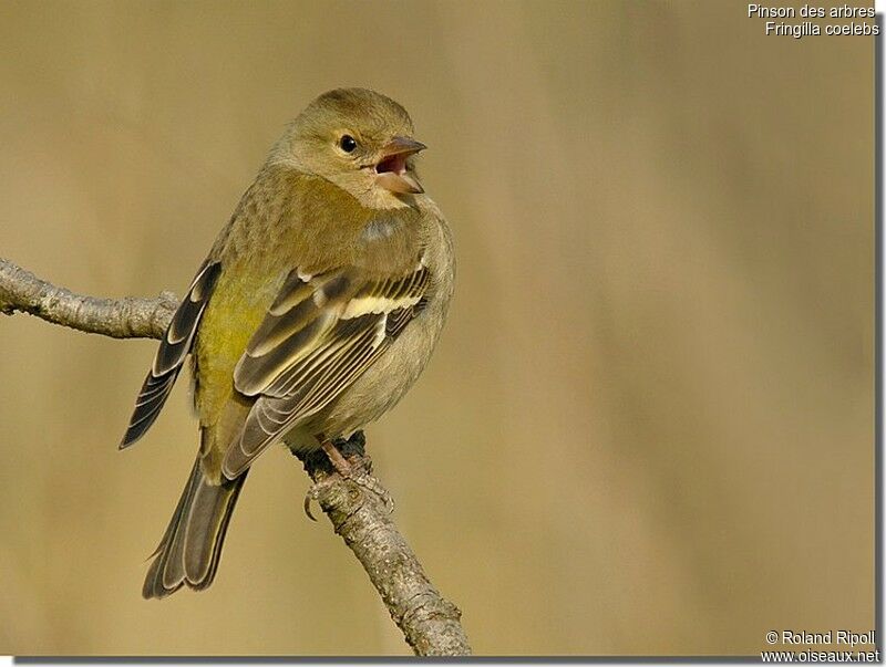 Eurasian Chaffinch female adult post breeding