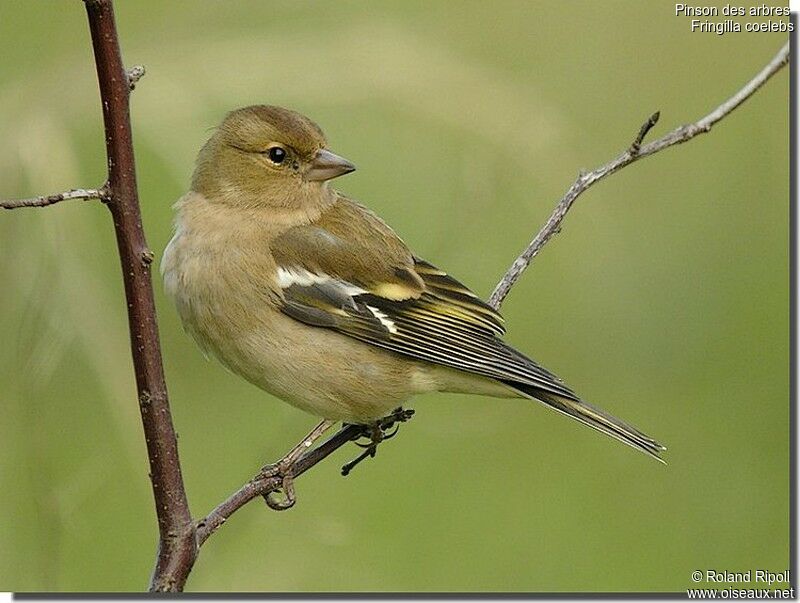 Eurasian Chaffinch female adult post breeding, identification