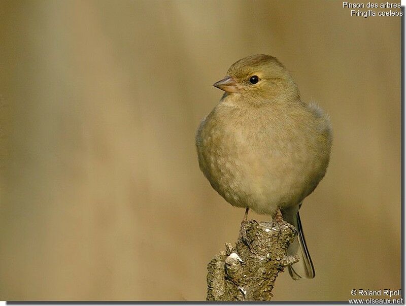 Eurasian Chaffinch female adult post breeding