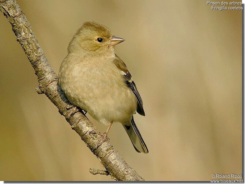 Eurasian Chaffinch female adult post breeding