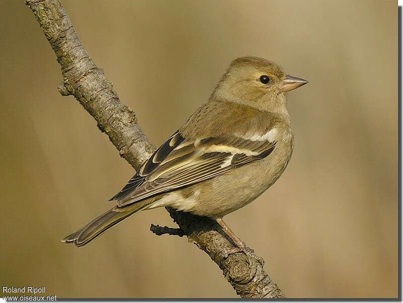 Pinson des arbres femelle adulte internuptial, identification