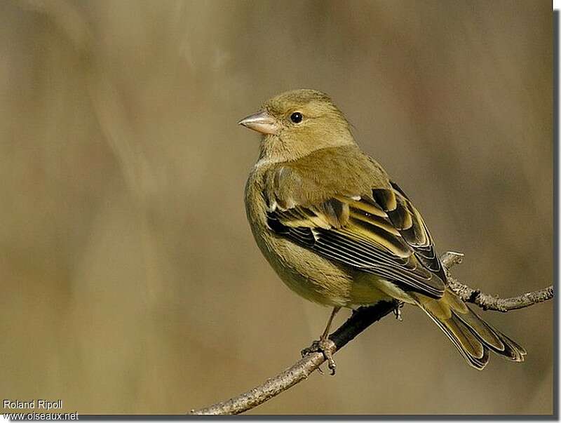 Pinson des arbres femelle adulte internuptial, identification