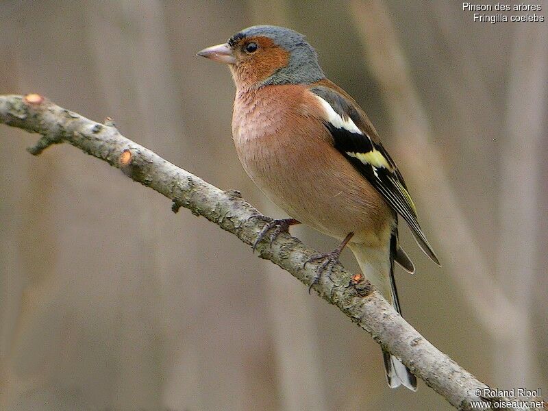 Eurasian Chaffinch male