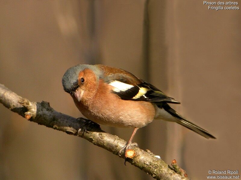 Eurasian Chaffinch male adult post breeding