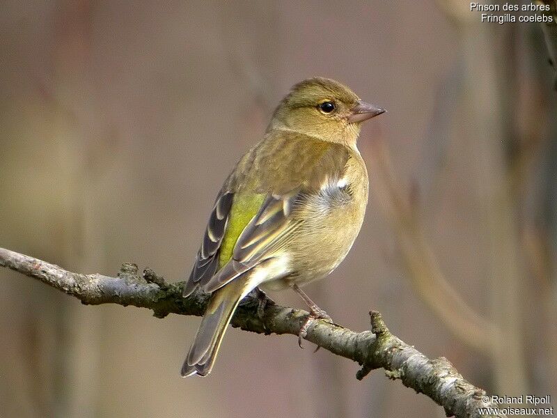 Eurasian Chaffinch female adult post breeding