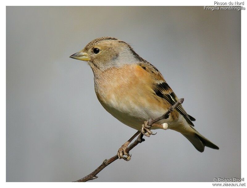 Brambling female adult post breeding