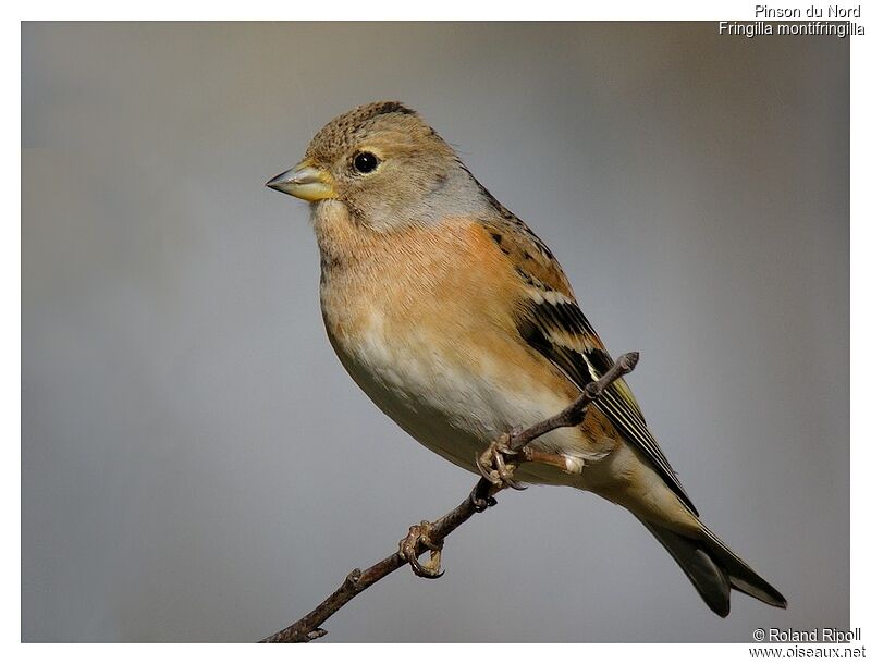 Brambling female adult post breeding