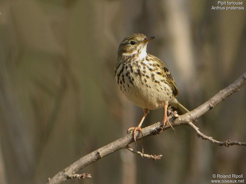 Pipit farlouse