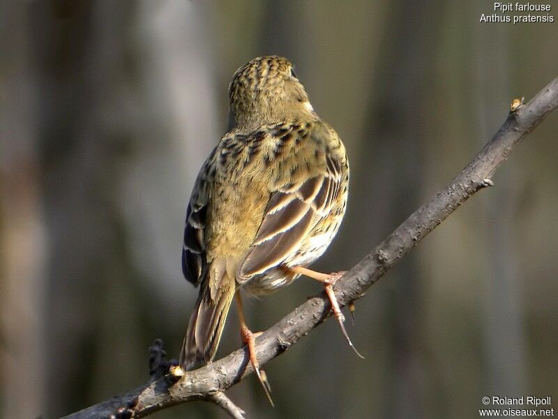 Meadow Pipit