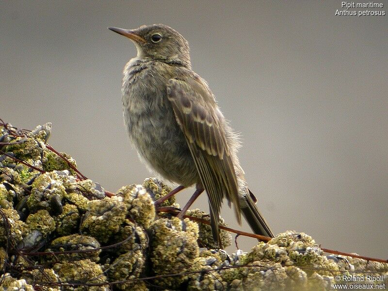 Pipit maritimejuvénile