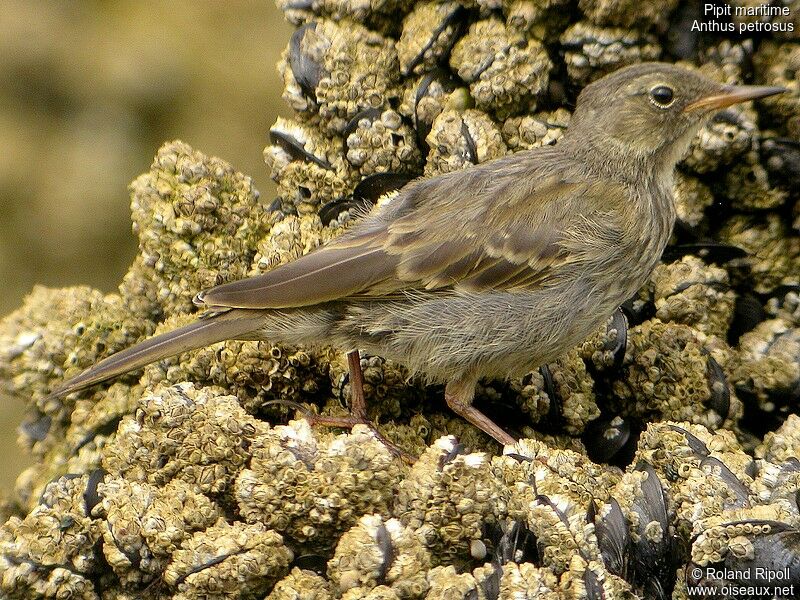 Pipit maritimejuvénile