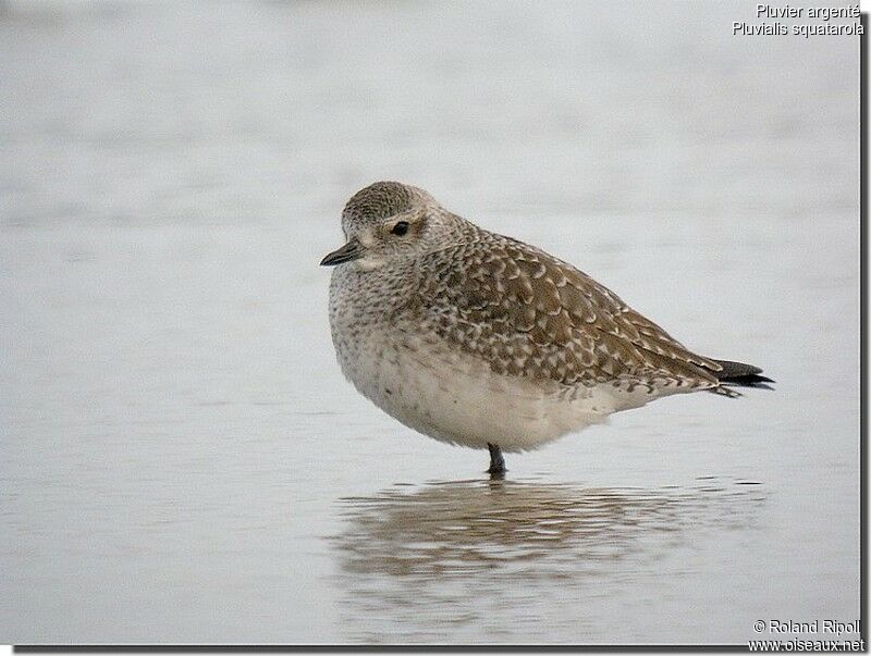 Grey Ploveradult post breeding