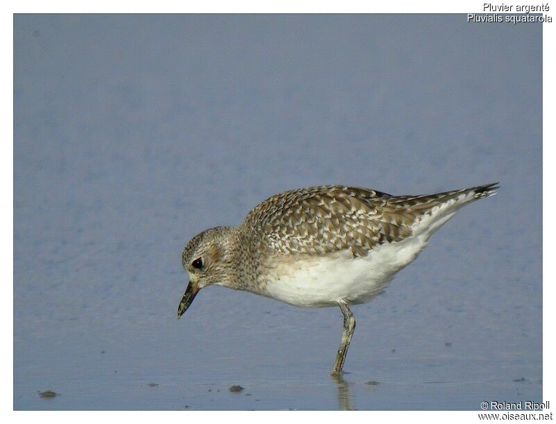 Grey Ploveradult post breeding