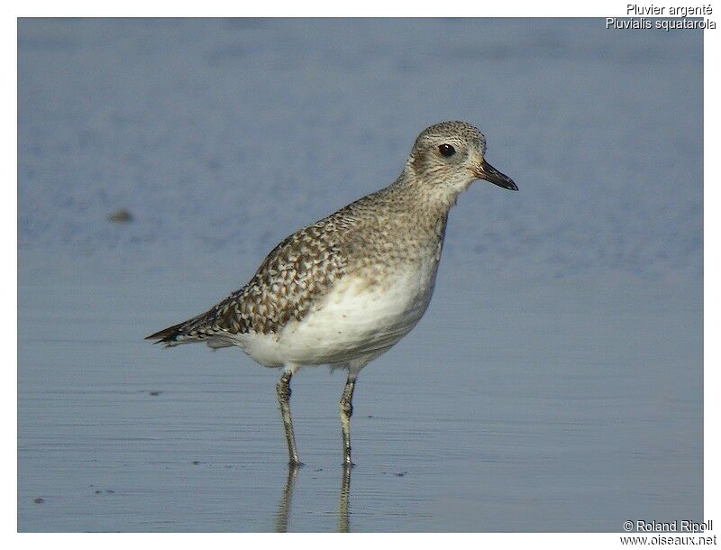 Grey Ploveradult post breeding