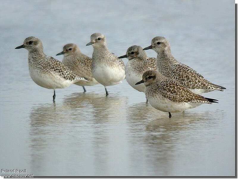 Grey Ploveradult post breeding, Behaviour