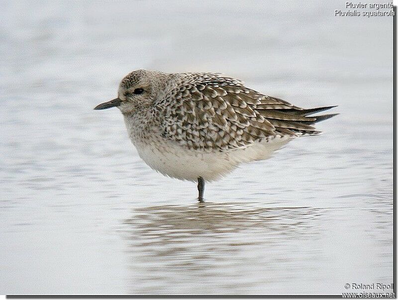 Grey Ploveradult post breeding