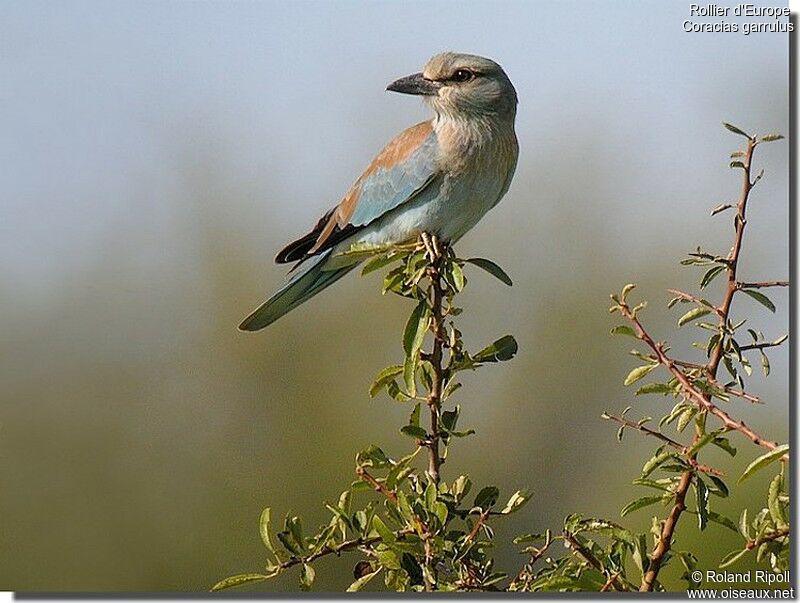 European Rollerjuvenile, identification