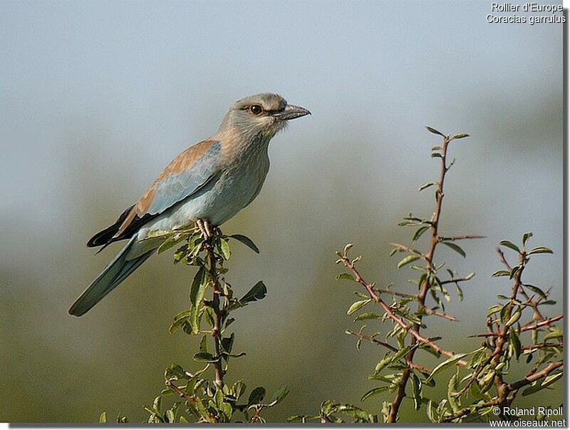 Rollier d'Europejuvénile, identification