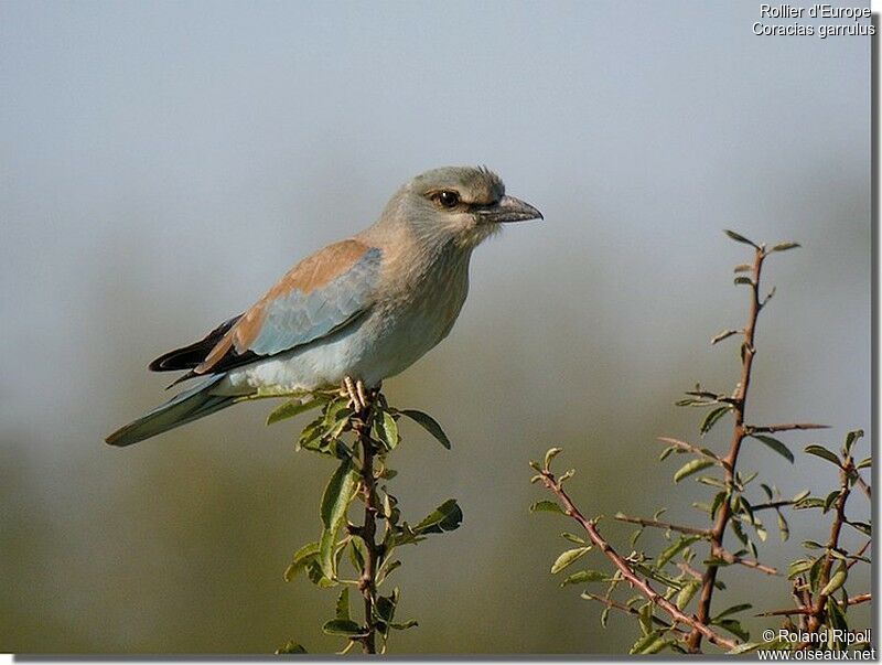 European Rollerjuvenile