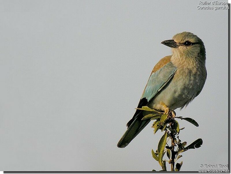 European Rollerjuvenile, identification