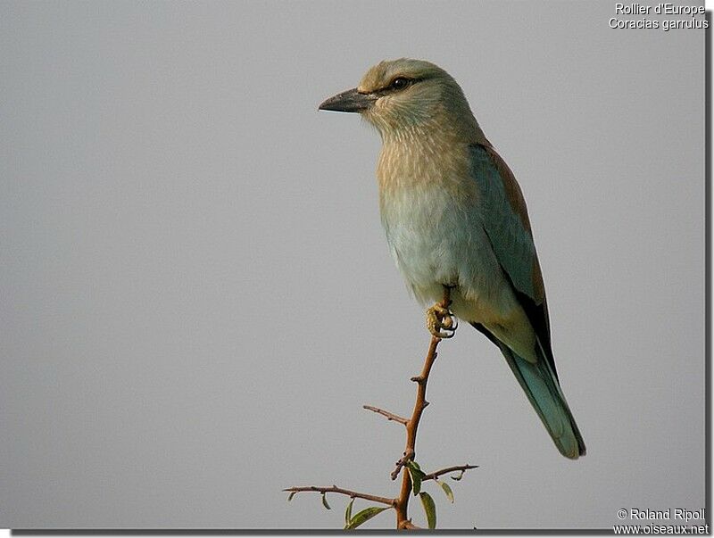 European Rollerjuvenile, identification