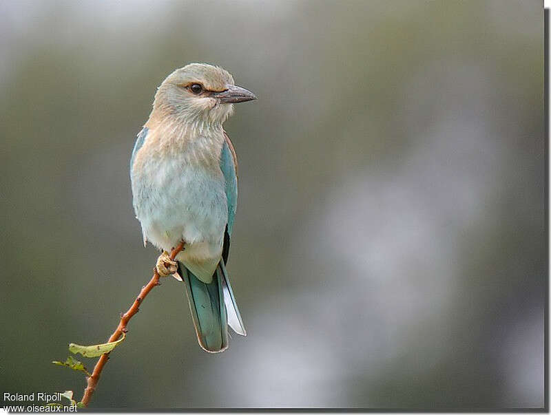 European Rollerjuvenile, identification