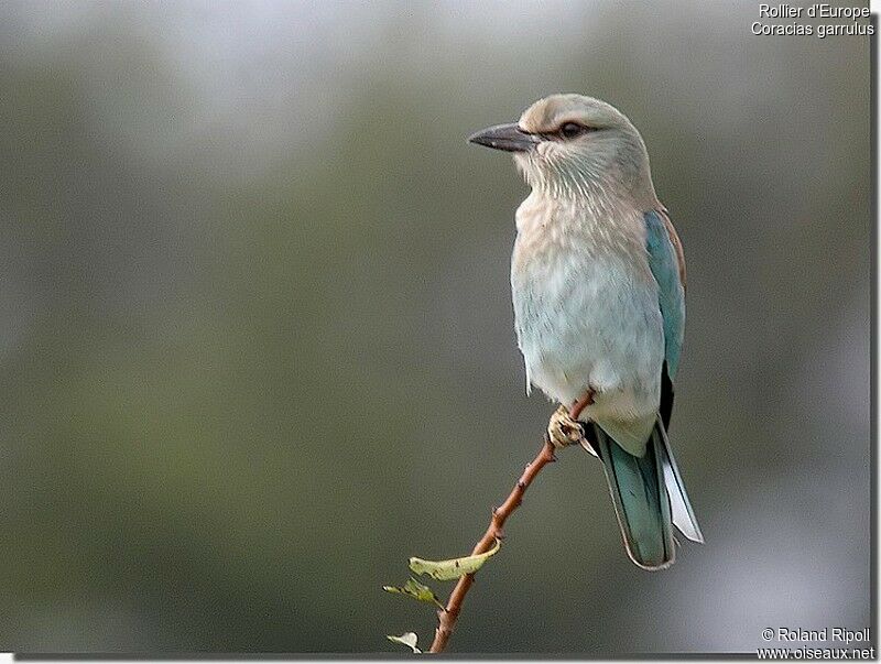 Rollier d'Europejuvénile, identification