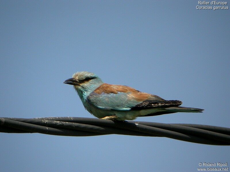 European Rolleradult breeding