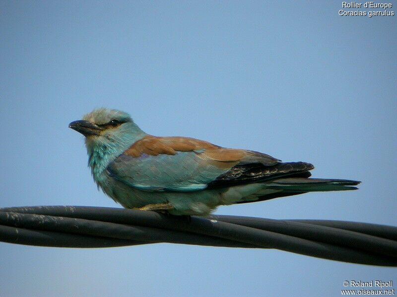 European Rolleradult breeding