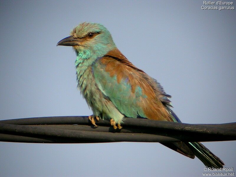 European Rolleradult breeding