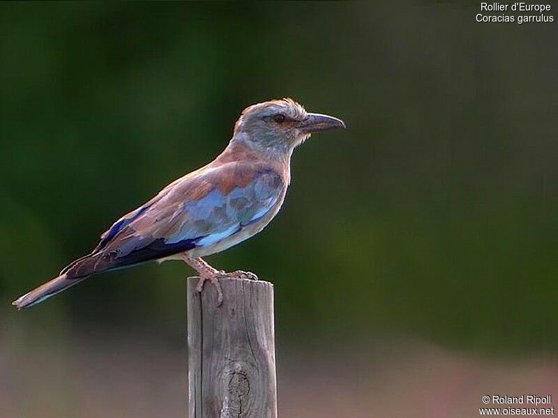 European Rollerjuvenile